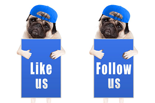 creativefacebookcampaignswithdogs